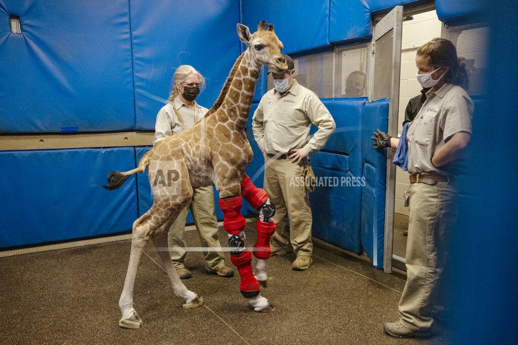 Uncredited This Feb. 10, 2022, image released by the San Diego Zoo Wildlife Alliance shows Msituni, a giraffe calf born with an unusual disorder that caused her legs to bend the wrong way, at the San Diego Zoo Safari Park in Escondido, north of San Diego. (San Diego Zoo Wildlife Alliance via AP)