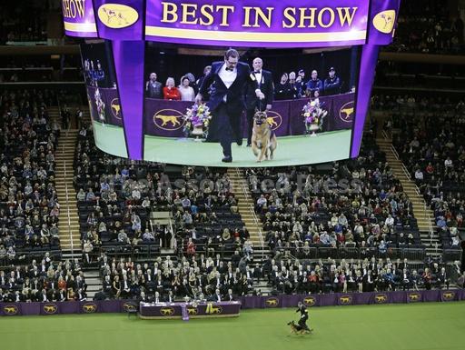 Dog Show 101: What's what at the Westminster Kennel Clu... - Vimarsana News