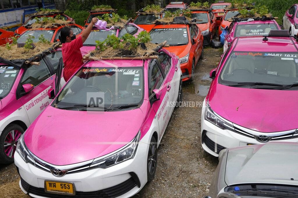 Sakchai Lalit Workers from two taxi cooperatives assemble miniature gardens on the rooftops of unused taxis parked in Bangkok, Thailand, Thursday, Sept. 16, 2021. Taxi fleets in Thailand are giving new meaning to the term “rooftop garden,” as they utilize the roofs of cabs idled by the coronavirus crisis to serve as small vegetable plots and raise awareness about the plight of out of work drivers. (AP Photo/Sakchai Lalit)