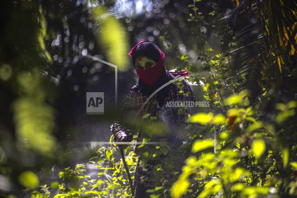 Binsar Bakkara A woman sprays pesticide at a palm oil plantation in Sumatra, Indonesia, Sept. 8, 2018. Workers often cannot get medical care or access to clean water, sometimes relying on collecting rain runoff to wash the residue from their bodies after spraying dangerous chemicals or scattering fertilizer. (AP Photo/Binsar Bakkara)