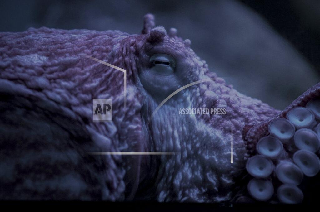 Bebeto Matthews A giant Pacific octopus featured in the "Spineless" exhibit at the New York Aquarium, takes a rest on the first day of reopening, Monday, Aug. 24, 2020, in New York. The aquarium re-opened to members only who had to reserve tickets online to limit attendance. New York City was by far the hardest-hit U.S. city by the pandemic, but it's also home to world-class cultural institutions that used to — and city leaders hope will once again — draw millions. (AP Photo/Bebeto Matthews)