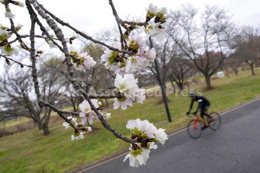 DC's cherry blossoms coming early due to confusing weat... - Vimarsana News