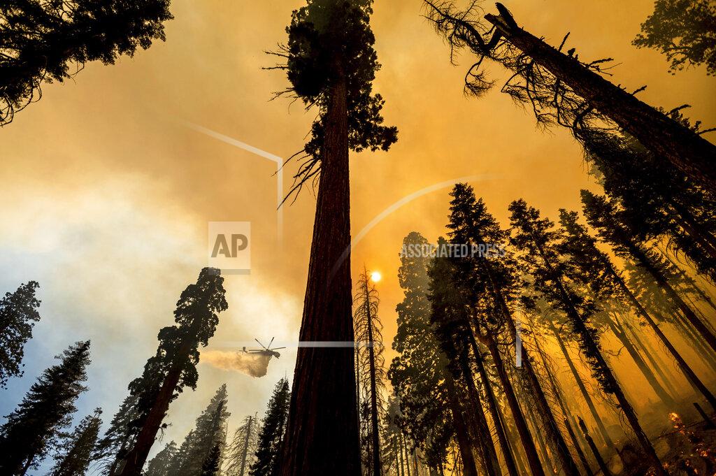 Noah Berger A helicopter drops water on the Windy Fire burning in the Trail of 100 Giants grove of Sequoia National Forest, Calif., on Sunday, Sept. 19, 2021. (AP Photo/Noah Berger)