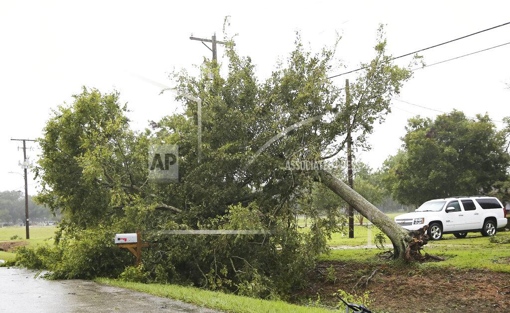 Elizabeth Conley A downed tree following Hurricane Nicholas in Bay City, Texas on Tuesday, Sept. 14, 2021. (Elizabeth Conley/Houston Chronicle via AP)