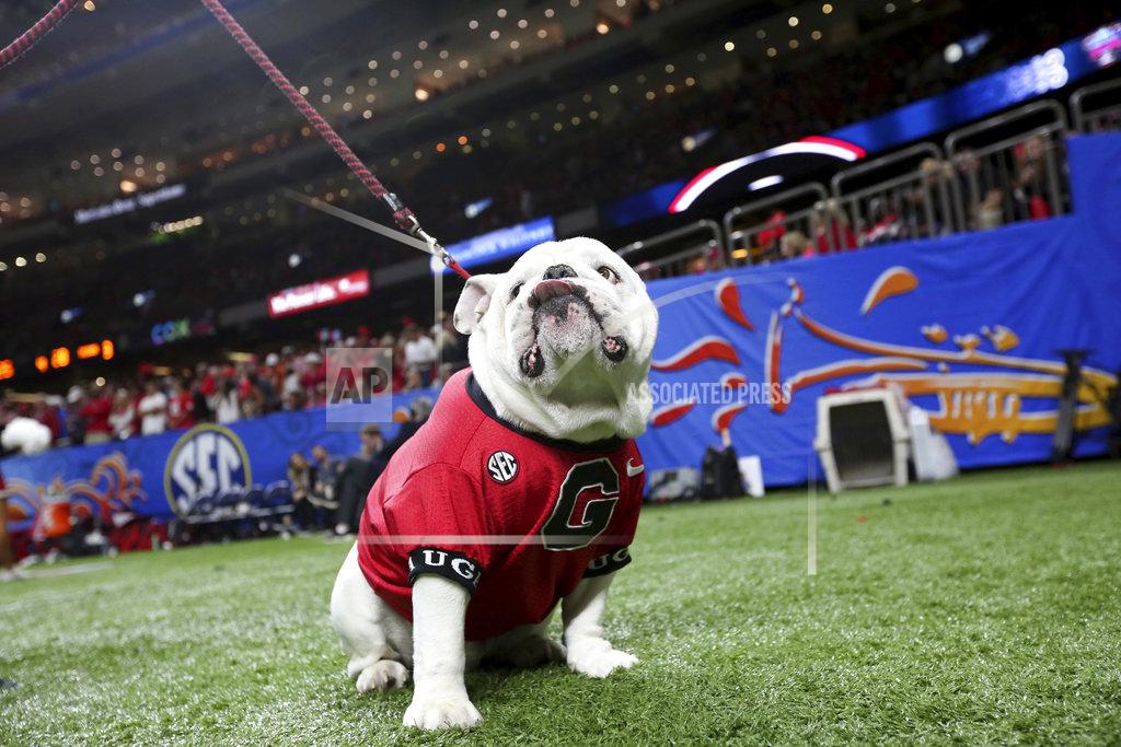 Rusty Costanza Uga, the Georgia mascot, sits near the sideline during the second half of Georgia's Sugar Bowl NCAA college football game against Texas in New Orleans, Tuesday, Jan. 1, 2019. (AP Photo/Rusty Costanza)