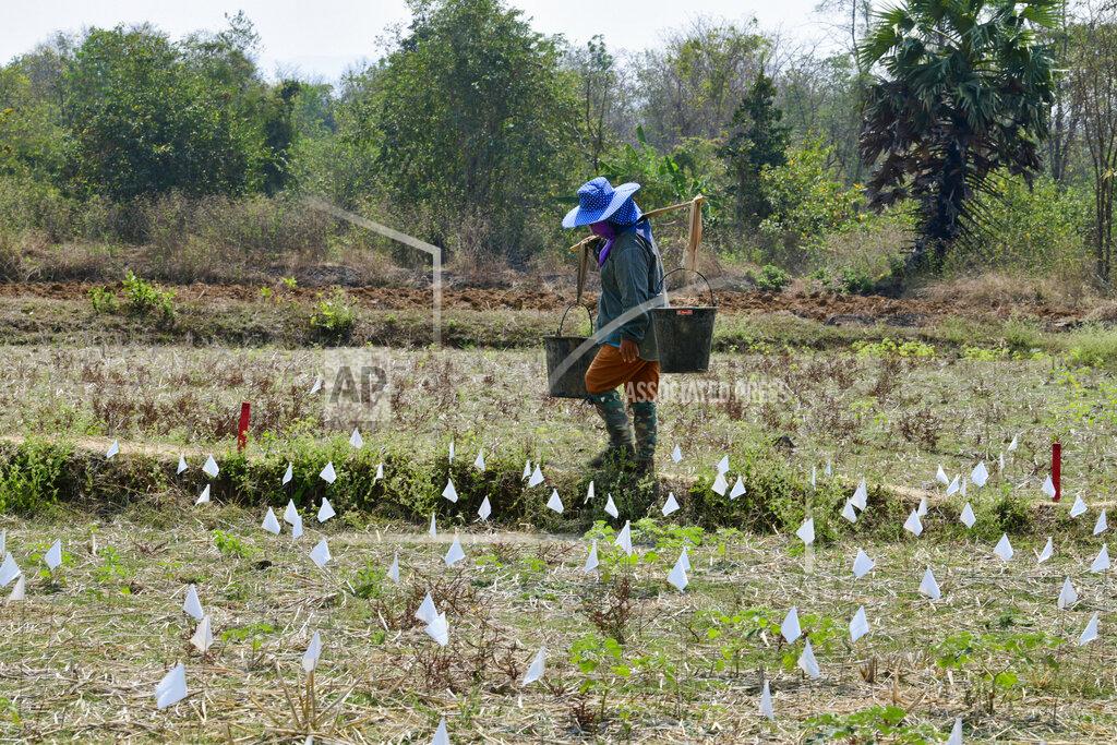 Michael O'NEal Team members assigned to the Defense POW/MIA Accounting Agency (DPAA), sift through dirt on the wet-screen station alongside local workers during an excavation operation in in Lampang province, Kingdom of Thailand, March 2, 2022. Possible human remains were found at a crash site in a rice field in northern Thailand by the Defense POW/MIA Accounting Agency and were sent to Hawaii where they will be tested to see if they belong to a U.S. pilot who went missing in 1944. (U.S. Army Sgt. 1st Class Michael O'Neal/Defense POW/MIA Accounting Agency via AP)