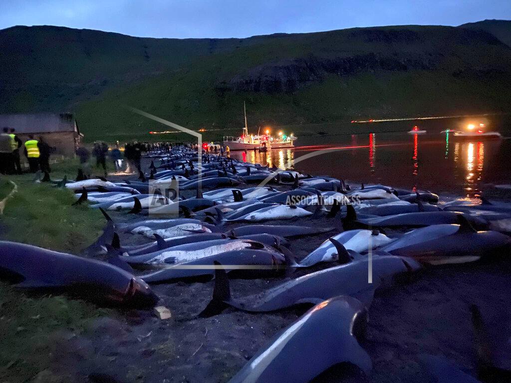 Uncredited In this image released by Sea Shepherd Conservation Society the carcasses of dead white-sided dolphins lay on a beach after being pulled from the blood-stained water on the island of Eysturoy which is part of the Faeroe Islands Sunday Sept. 12, 2021. The dolphins were part of a slaughter of 1,428 white-sided dolphins that is part of a four-century-old traditional drive of sea mammals into shallow water where they are killed for their meat and blubber. (Sea Shepherd via AP)