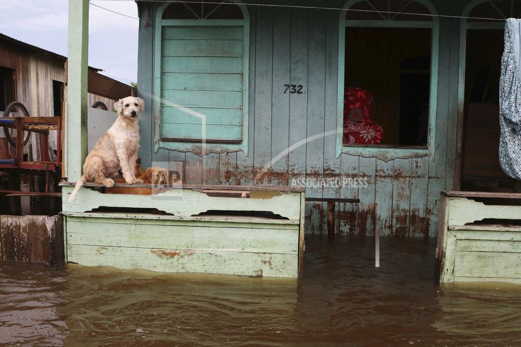 Edmar Barros Dogs stand on a porch ledge above floodwater in Anama, Amazonas state, Brazil, Thursday, May 13, 2021. (AP Photo/Edmar Barros)