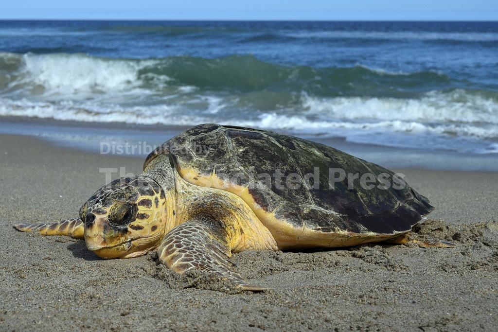 Sea turtle nests break records on US beaches, but global warming ...