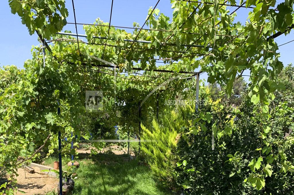 Fares Akram This photo taken in July 2020 shows the family garden of Associated Press Journalist Fares Akram in the northern Gaza Strip. A military airstrike smashed his family’s farm on Friday, May 14, 2021, leaving behind a jagged mass of metal and splintered trees. (AP Photo/Fares Akram)