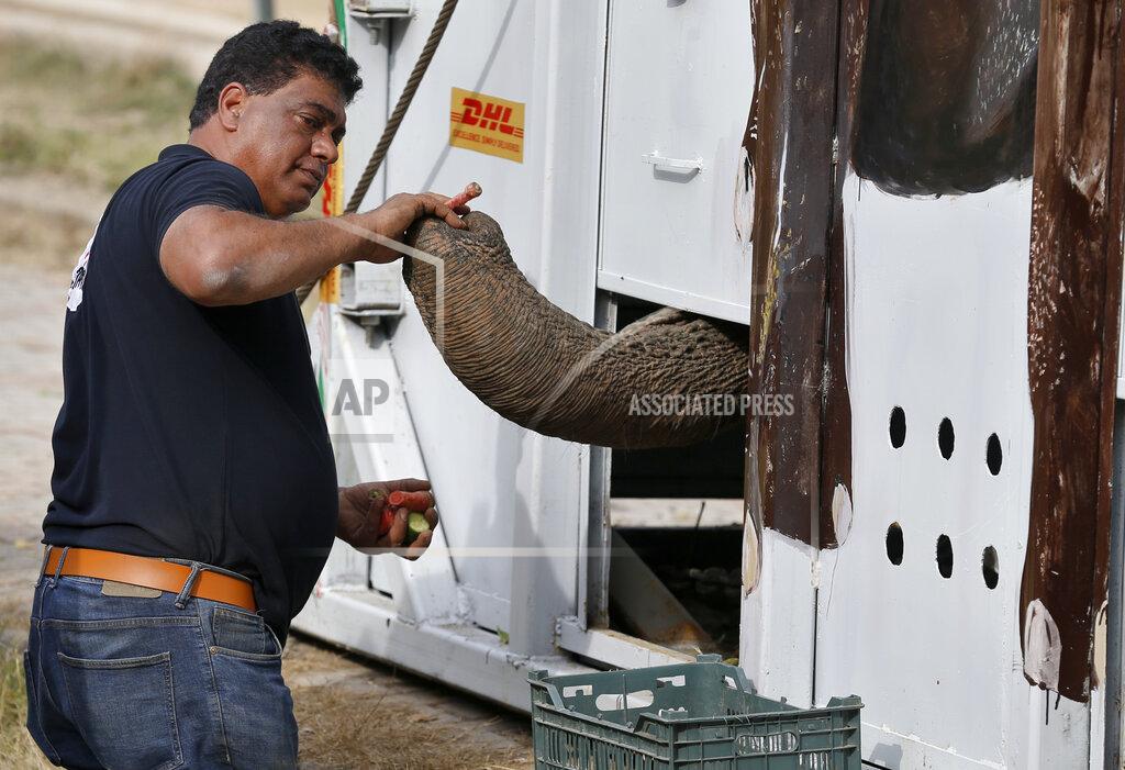 Dr. Amir Khalil, a veterinarian from the international animal welfare organization Four Paws, feeds an elephant named Kaavan who is loaded in a crate for transporting him to a sanctuary in Cambodia, at the Marghazar Zoo in Islamabad, Pakistan, Sunday, Nov. 29, 2020. Kavaan, the world's loneliest elephant, who became a cause celebre in part because America's iconic singer and actress Cher joined the battle to save him from his desperate conditions at the zoo. (AP Photo/Anjum Naveed)