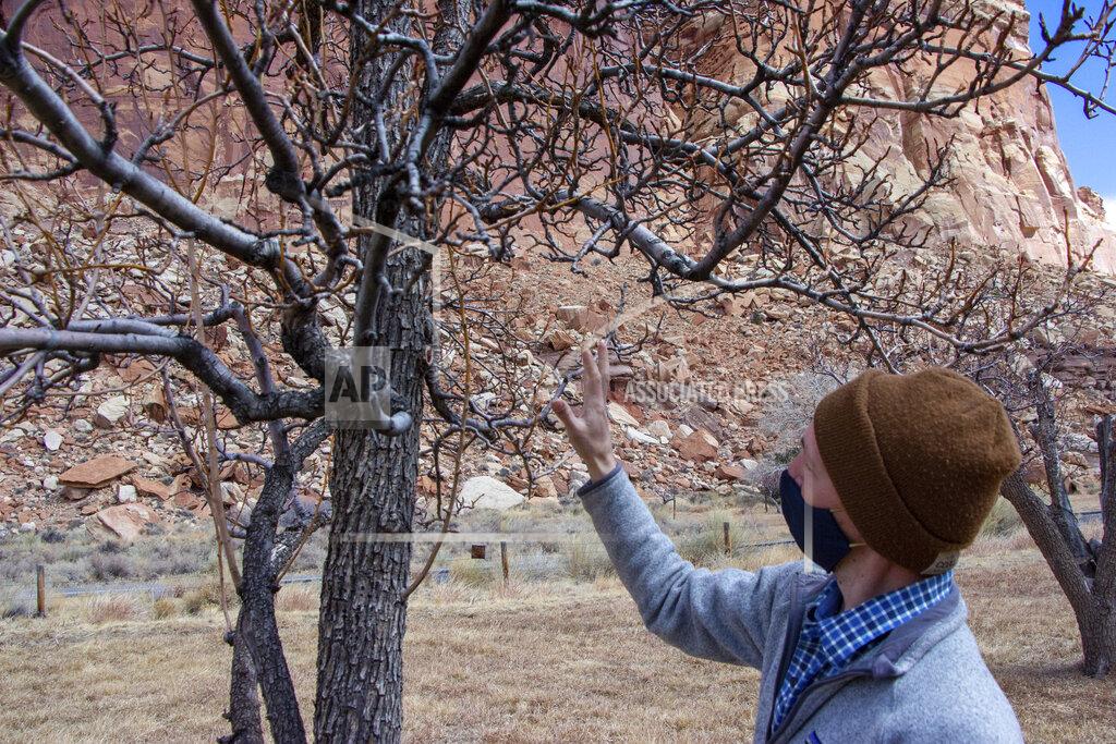 K. Sophie Will Fritz Maslan, park horticulturalist, looks at a tree during a gathering to discuss a proposed rehabilitation for the orchards on Thursday, March 4, 2021, at Capitol Reef National Park, in Fruita, Utah. (K. Sophie Will/The Spectrum via AP)