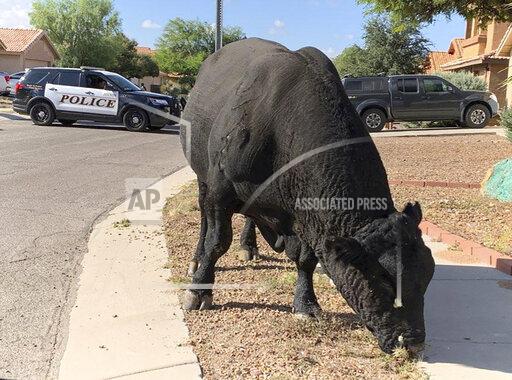 In this photo provided by the Tucson Police Department, a bull grazes in a residential neighborhood in Tucson, Ariz., Tuesday, Oct. 19, 2021. Tucson police officers blocked off the street with their SUVs until ranchers arrived two hours later to help corral the bull. (Tucson Police Department via AP)