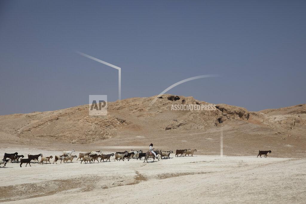 Sebastian Scheiner In this Monday, June 29, 2020 photo, a shepherd tends to his flock of sheep in the Jordan Valley, West Bank. The U.N.'s human rights chief Michelle Bachelet said that Israel's plan to begin annexing parts of the occupied West Bank would have "disastrous" consequences for the region, issuing her dire warning as senior U.S. and Israeli officials were meeting in Jerusalem trying to finalize the move. (AP Photo/Sebastian Scheiner)