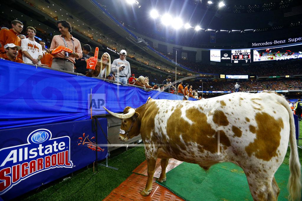 Butch Dill Bevo, the Texas mascot, stands near the stands during the second half of the Sugar Bowl NCAA college football game between Texas and Georgia in New Orleans, Tuesday, Jan. 1, 2019. (AP Photo/Butch Dill)