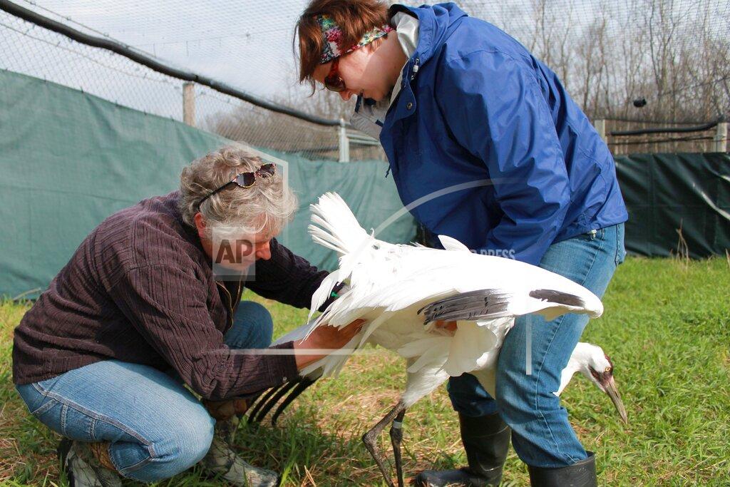 In this May 11, 2014 photo provided by the International Crane Foundation, curator of birds Kim Boardman holds an endangered whooping crane, while senior aviculturist Marianne Wellington performs artificial insemination. The foundation is not using the technique this year because foundation officials feel it would go against COVID-19 social distancing guidelines. This is among reasons that far fewer young whooping cranes than usual will be released into the wiild this fall to help bring back the world's rarest crane. (International Crane Foundation via AP)