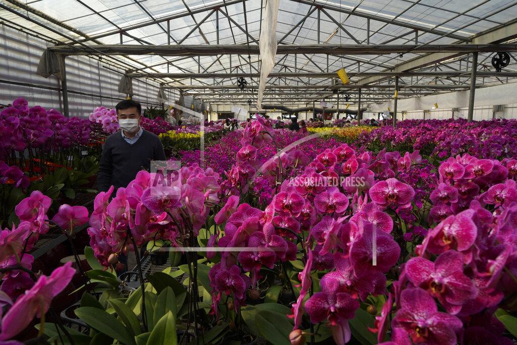 Kin Cheung A man wearing a face mask to protect against the spread of the coronavirus, walks beside pots of Phalaenopsis orchids at one of Hong Kong's largest orchid farms located at Hong Kong's rural New Territories on Jan. 14, 2021. The Lunar New Year holiday is usually a busy period for flower farms in Hong Kong, which gear up to sell plum blossoms, orchids and daffodils at flower markets during the festive season. But the pandemic and restrictions on such festive markets this year has taken a toll on many farms, who worry that they may be left with an oversupply of flowers. (AP Photo/Kin Cheung)