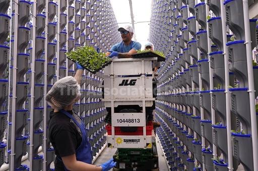 Lots of indoor farms are shutting down as their busines... - Vimarsana News
