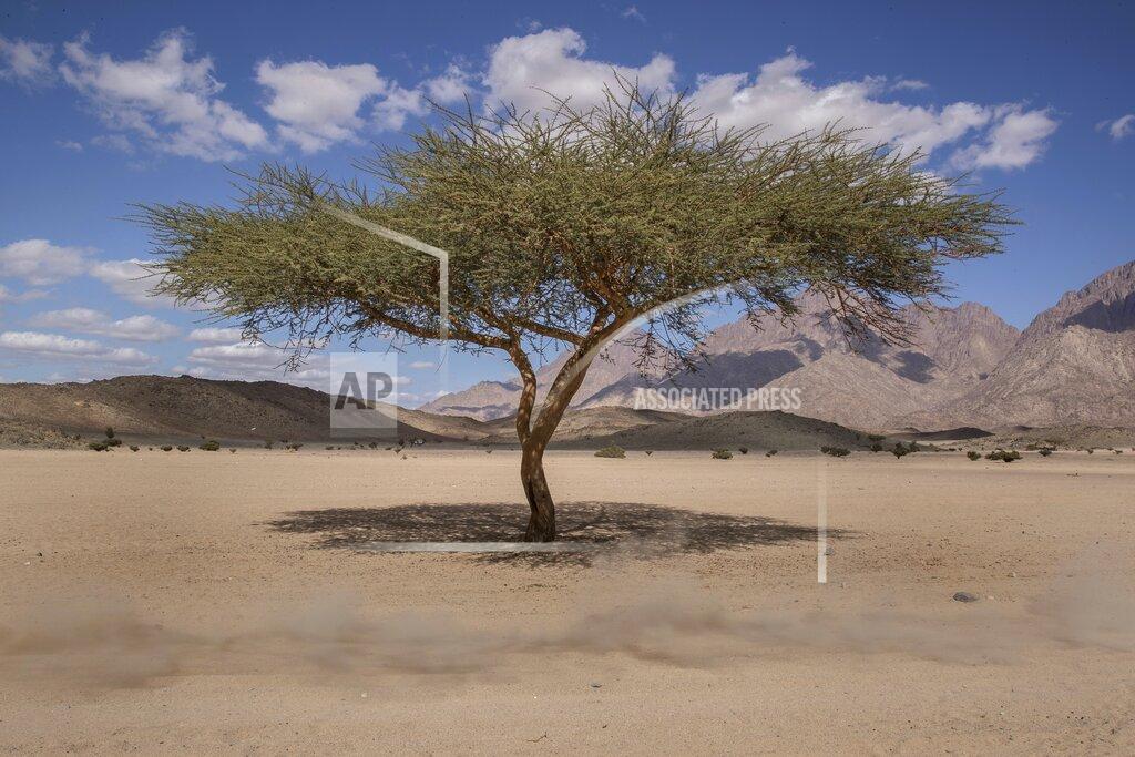 Bernat Armangue In this Monday, Jan. 6, 2020 photo, a race car kicks up a trail of dust during stage two of the Dakar Rally, between Al Wajh and Neom, Saudi Arabia. Formerly known as the Paris-Dakar Rally, the race was created by Thierry Sabine after he got lost in the Libyan desert in 1977. Until 2008, the rallies raced across Africa, but threats in Mauritania led organizers to cancel that year's event and move it to South America. It has now shifted to Saudi Arabia. The race started on Jan. 5 with 560 drivers and co-drivers, some on motorbikes, others in cars or in trucks. Only 41 are taking part in the Original category. (AP Photo/Bernat Armangue)