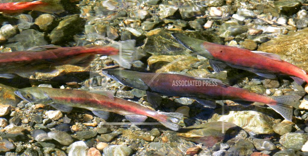 Rich Pedroncelli FILE - In this Wednesday, Oct. 8, 2008 file photo, a Kokanee salmon swims in Taylor Creek near South Lake Tahoe, Calif. Drought fueled by climate change has dropped Lake Tahoe below its natural rim and halted flows into the Truckee River, an historically cyclical event that’s occurring sooner and more often than it used to raising fears about what might be in store for the famed alpine lake. Scientists are concerned that the growing frequency of low-water extremes may become the new normal, Friday, Oct. 22, 2021 (AP Photo/Rich Pedroncelli, File)