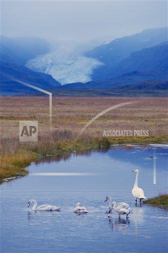 Creative AP T Iceland 770-1574 Whooper swans (Cygnus cygnus) family, Hoffelsjokull glacier in background, north of Hofn, East Fjords region (Austurland), Icela