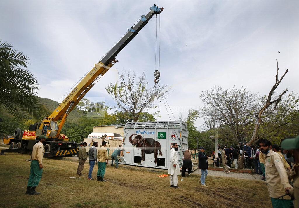 Anjum Naveed Pakistani wildlife workers and experts from the international animal welfare organization Four Paws, use a crane to move a crate carrying an elephant named Kaavan before transporting him to a sanctuary in Cambodia, at the Marghazar Zoo in Islamabad, Pakistan, Sunday, Nov. 29, 2020. Kavaan, the world's loneliest elephant, who became a cause celebre in part because America's iconic singer and actress Cher joined the battle to save him from his desperate conditions at the zoo. (AP Photo/Anjum Naveed)