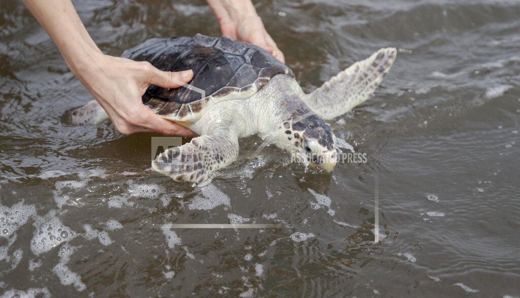 David Grunfeld A Kemp's Ridley sea turtle is released into the Gulf of Mexico from the Grand Isle, La. beach Monday, March 15, 2021. Audubon's Coastal Wildlife Network rehabilitated 19 cold-stunned Kemp's Ridley sea turtles after a deep arctic airmass along the New England coast in November 2020 threatened to kill the turtles. (David Grunfeld/The Advocate via AP)