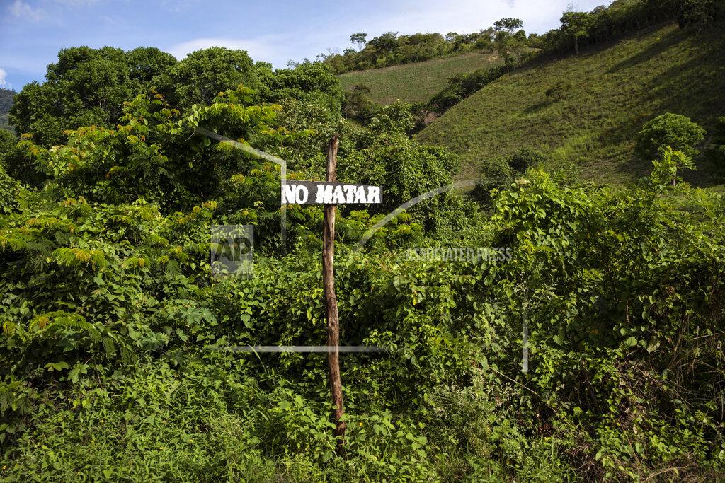 Rodrigo Abd A handmade road sign with a message that reads, in Spanish, "Don't kill" -- a reference to the Sixth Commandment, "Thou shall not kill" -- pokes out from overgrowth on Friday, June 25, 2021, on the outskirts of La Reina, Honduras, a hillside community destroyed by a mudslide triggered by the November 2020 Hurricanes Eta and Iota. Fearful that the disaster would spur emigration to the United States, Friar Leopoldo Serrano has sought to rebuild on land that was in the hands of drug traffickers. (AP Photo/Rodrigo Abd)