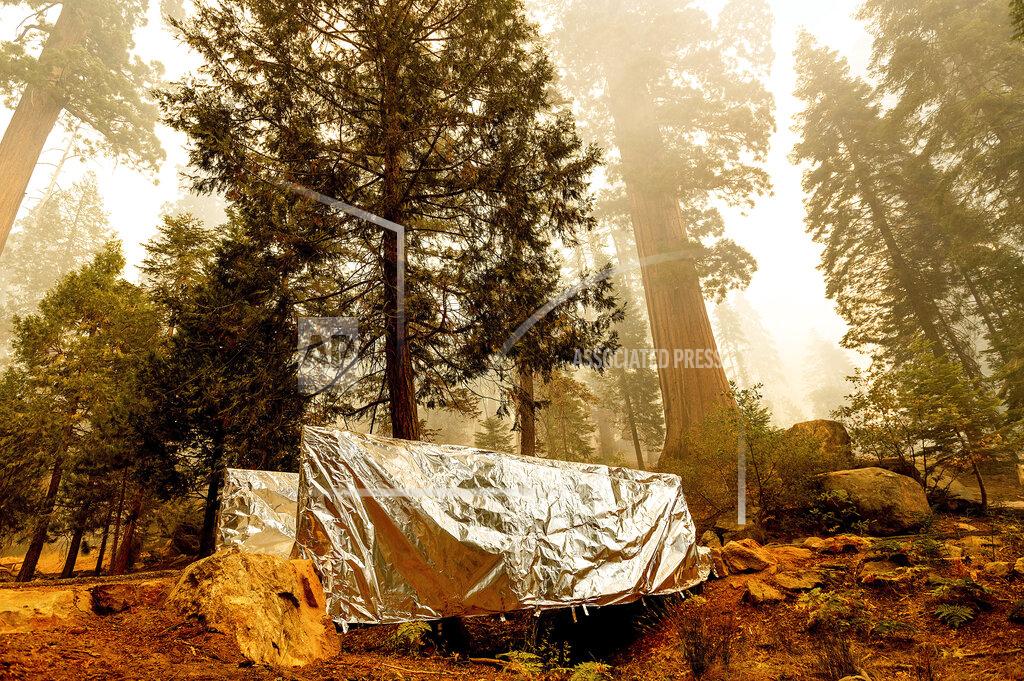 Noah Berger Fire-resistant wrap covers a bridge as the Windy Fire burns in the Trail of 100 Giants grove of Sequoia National Forest, Calif., on Sunday, Sept. 19, 2021. (AP Photo/Noah Berger)