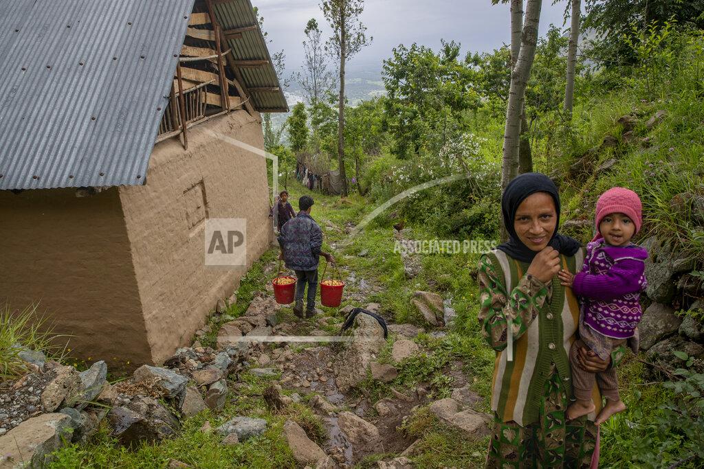 Dar Yasin A Kashmiri farmer walks carrying cherries freshly plucked from a nearby orchard as a Kashmiri woman and her child react to the camera in Waliwar village, north east of Srinagar, Indian controlled Kashmir, Wednesday, June 16, 2021. Cherry farmers in Kashmir who were not able get most of their produce to the markets last year because of the COVID-19 pandemic are hoping for good returns this year. (AP Photo/ Dar Yasin)