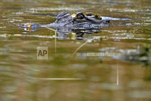 FILE - An alligator swims in the Maurepas Swamp, thirty miles outside New Orleans, in Ruddock, La., Saturday, Feb. 27, 2021. Once-endangered alligators are thriving in the wild, so Louisiana authorities are proposing another cut in the percentage that farmers must return to marshes where their eggs were laid. The big armored reptiles don't breed well in captivity, so farmers are allowed to collect eggs from wild nests, as long as they return a percentage as youngsters too big for most other animals to eat. (AP Photo/Gerald Herbert, file)