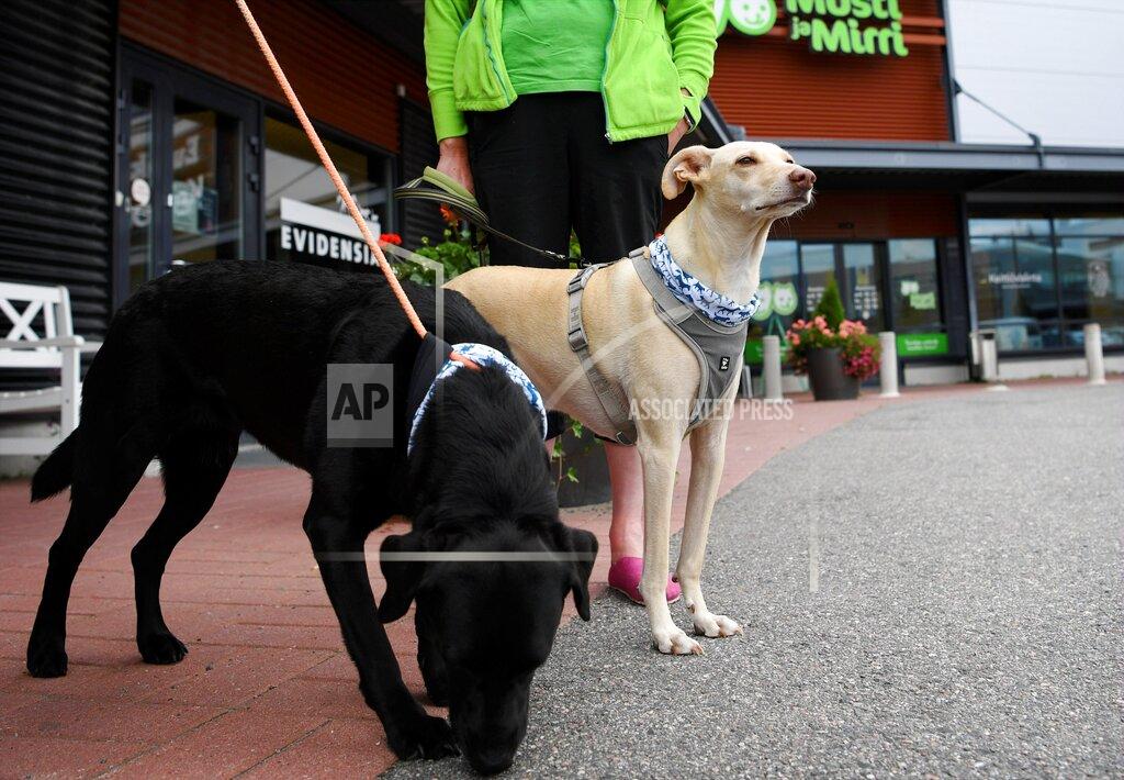 Antti Aimo-Koivisto Coronavirus sniffer dogs are seen after being introduced at the Evidensia veterinary clinic in Vantaa, Finland on Wednesday, Sept. 2, 2020. The dogs are trained to detect coron virus from the arriving passengers at the Helsinki-Vantaa international airport. (Antti Aimo-Koivisto/Lehtikuva via AP)