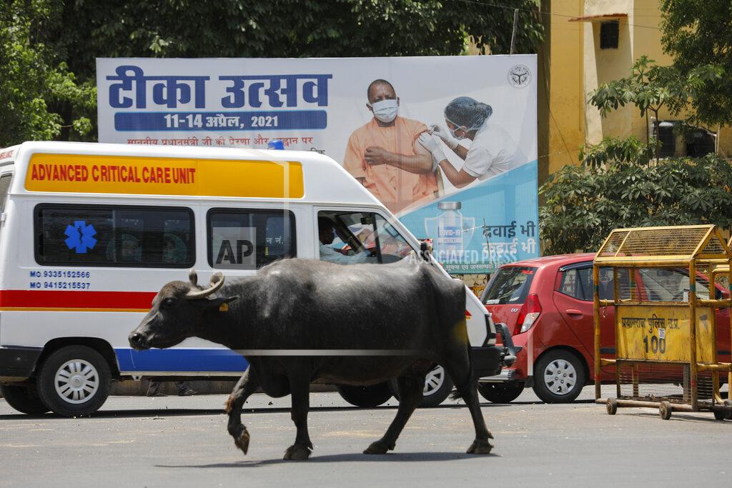 Rajesh Kumar Singh A buffalo crosses a street past a billboard erected as part of a campaign for vaccination against COVID-19 during a weekend lockdown to curb the spread of coronavirus in Prayagraj, India, Sunday, April 18, 2021. (AP Photo/Rajesh Kumar Singh)