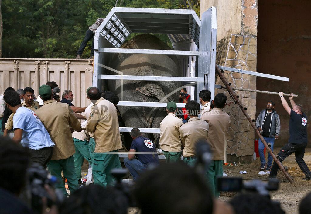 Anjum Naveed Pakistani wildlife workers and experts from the international animal welfare organization Four Paws, arrange an elephant named Kaavan into a crate before he is transported to a sanctuary in Cambodia, at the Marghazar Zoo in Islamabad, Pakistan, Sunday, Nov. 29, 2020. Kavaan, the world's loneliest elephant, became a cause celebre in part because America's iconic singer and actress Cher joined the battle to save him from his desperate conditions at the zoo. (AP Photo/Anjum Naveed)