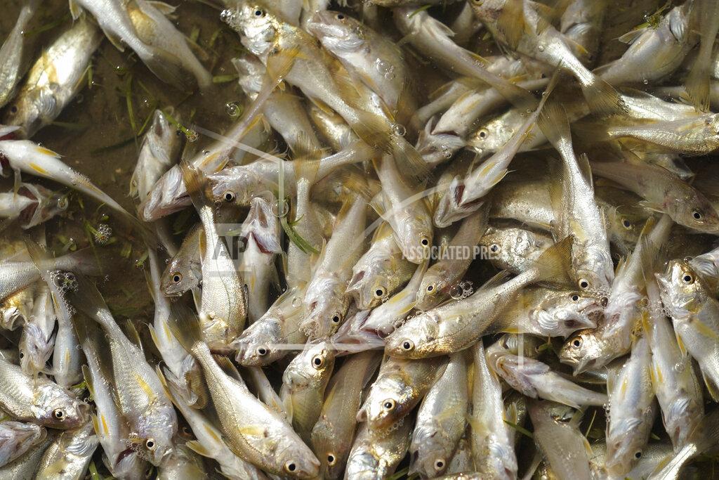 Eric Gay Dozens of small fish are trapped inland after Hurricane Laura made landfall, Thursday, Aug. 27, 2020, in Holly Beach, La. (AP Photo/Eric Gay)
