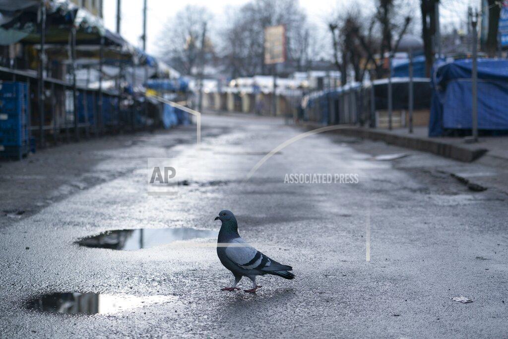 Evgeniy Maloletka A pigeon at a closed street market in Ivano-Frankivsk, Western Ukraine, Friday, Jan. 8, 2021. Ukraine imposes a wide-ranging lockdown beginning Friday, closing schools and entertainment venues and restaurant table service through Jan. 25. (AP Photo/Evgeniy Maloletka)