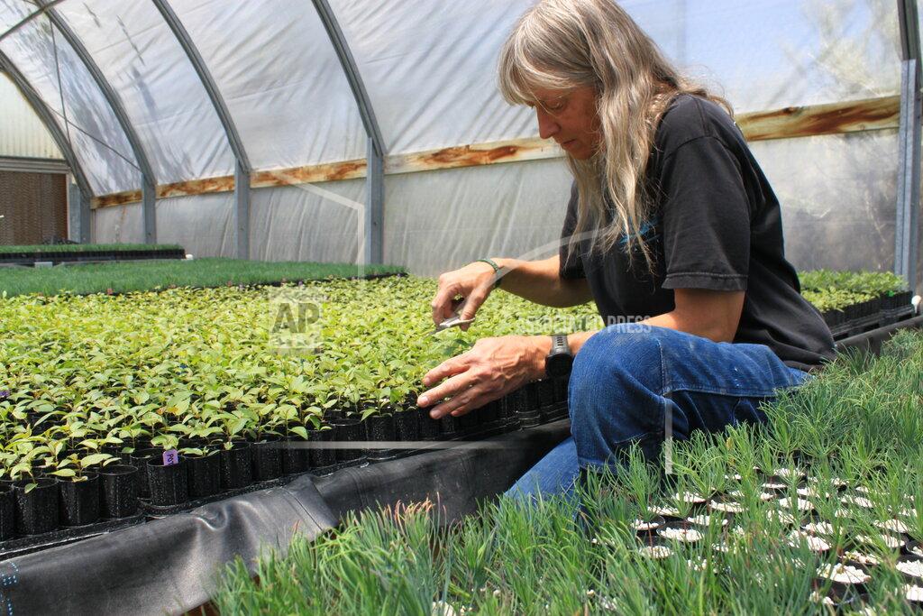 Susan Montoya Bryan This May 18, 2022 image shows nursery manager Tammy Parsons thinning aspen seedlings at a greenhouse in Santa Fe, N.M. Parsons and her colleagues evacuated an invaluable collection of seeds and tens of thousands of seedlings from the New Mexico State University's Forestry Research Center in Mora, New Mexico, as the largest fire burning in the U.S. approached the facility. (AP Photo/Susan Montoya Bryan)