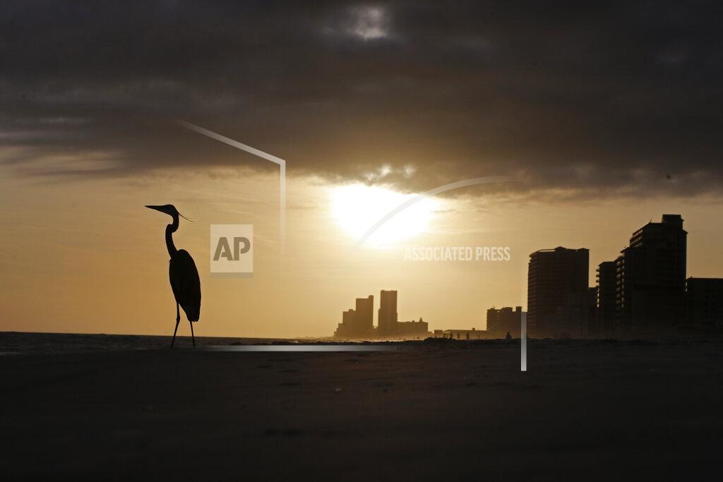 Gerald Herbert In this March 12, 2020, photo, a heron walks on the beach looking for food in Orange Beach, Ala. As oil spewed into the Gulf of Mexico from a blown-out BP well in 2010, residents wondered whether their home would ever be the same. The Deepwater Horizon disaster changed the region, with a flood of spending altering landscapes and attitudes. (AP Photo/Gerald Herbert)