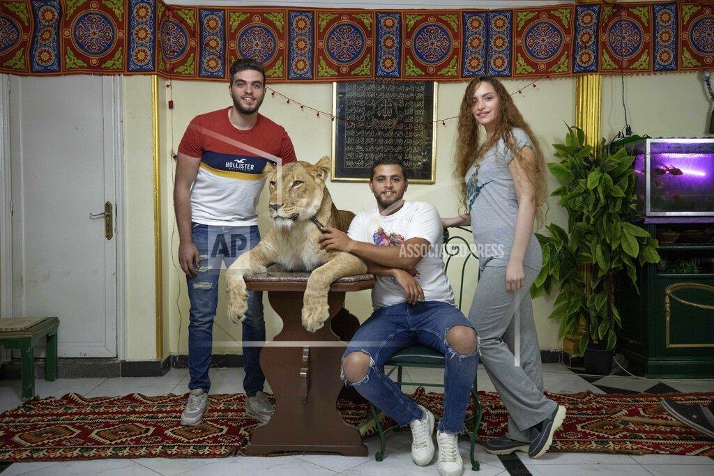 Nariman El-Mofty In this April 28, 2020 photo, siblings and lion tamers Bushra el-Helw, right, Ashraf el-Helw, second right, and Youssef el-Helw, pose for a photograph with 5-year-old female African lion 'Joumana,' after performing a show, part of a coronavirus stay home and stay safe call to encourage people to stay home, inside their apartment, in Cairo, Egypt. With the national circus closed due to the pandemic, el-Helw has his big cats performing tricks at his Cairo apartment and posts performance videos on social media. (AP Photo/Nariman El-Mofty)