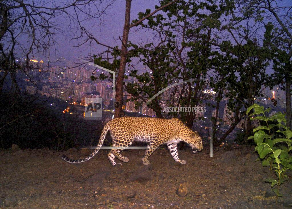 Nikit Surve A leopard is seen walking across a ridge in Aarey colony near Sanjay Gandhi National Park overlooking Mumbai city, India, May, 12, 2018. Los Angeles and Mumbai, India are the world’s only megacities of 10 million-plus where large felines breed, hunt and maintain territory within urban boundaries. Long-term studies in both cities have examined how the big cats prowl through their urban jungles, and how people can best live alongside them. ( Nikit Surve, Wildlife Conservation Society – India/ Sanjay Gandhi National Park via AP)