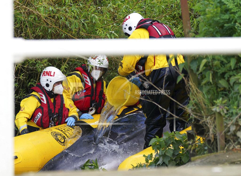 Yui Mok Lifeboat workers attempt to assist a stranded Minke whale on the River Thames near Teddington Lock, in London, Monday, May 10, 2021. A Port of London Authority spokesperson said a whale had never been seen this far up the Thames before, 95 miles from its mouth. The whale had been freed on Sunday after it became stuck at Richmond lock but has remained in the Thames. (Yui Mok/PA via AP)