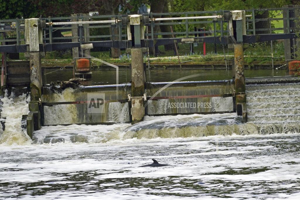Yui Mok A Minke whale, which was freed on Sunday after it became stuck on Richmond lock's boat rollers but has remained in the Thames, is seen near Teddington Lock in London, Monday, May 10, 2021. A Port of London Authority spokesperson said a whale had never been seen this far up the Thames before, some 95 miles from its mouth. (Yui Mok/PA via AP)