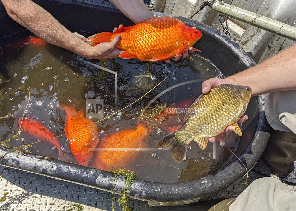 Uncredited In this image provided by the City of Burnsville, Minn., large goldfish caught in Keller Lake during a water quality survey are shown Friday, July 2, 2021. Officials in Minnesota say they're finding more giant goldfish in waterways, prompting a plea to citizens to stop illegally dumping their unwanted fish into ponds and lakes. The goldfish, which can grow to the size of a football, compete with native species for food and increase algae in lakes. (City of Burnsville via AP)