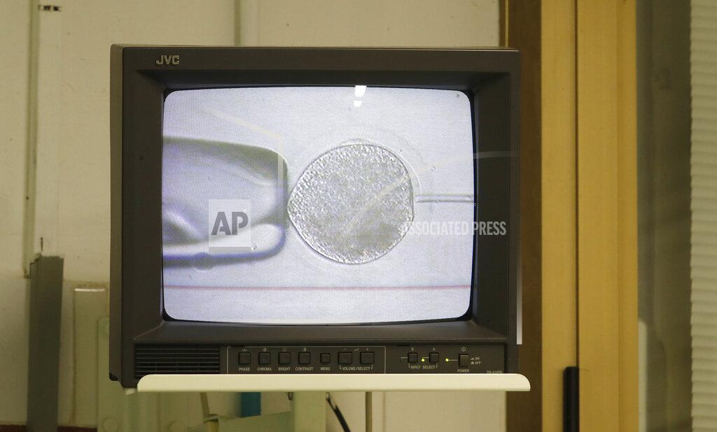 FILE - In this Sunday, Aug. 25, 2019 file photo, a monitor displays the inseminating of eggs from the last two remaining female northern white rhinos with frozen sperm from two rhino bulls of the same species, at the Avantea laboratory in Cremona, Italy. Groundbreaking work to keep alive the nearly extinct northern white rhino - population, two - by in-vitro fertilization has been hampered by travel restrictions caused by the new coronavirus. (AP Photo/Antonio Calanni, File)