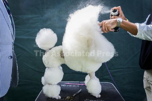 In dog show world, details obvious and subtle rule the... - Vimarsana News