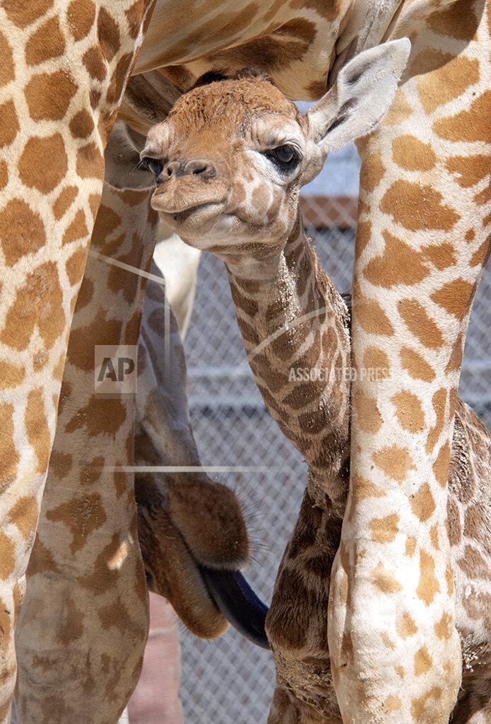 Ron Magill In this photo provided by Zoo Miami, an unnamed male calf, born on Friday, April 2, 2021, is cleaned by his mother at the zoo on Monday, April 5 in Miami. (Ron Magill/Zoo Miami via AP)