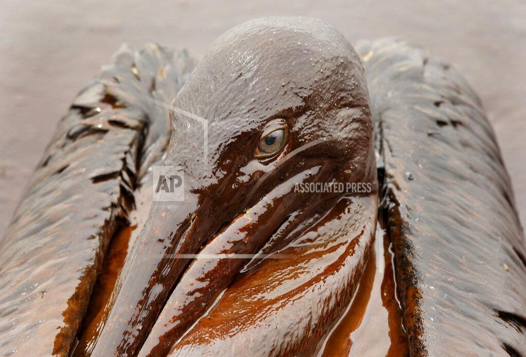 Charlie Riedel FILE - In this June 3, 2010 file photo, a Brown Pelican is mired in oil from the Deepwater Horizon oil spill, on the beach at East Grand Terre Island along the Louisiana coast. Ten years after an oil rig explosion killed 11 workers and unleashed an environmental nightmare in the Gulf of Mexico, companies are drilling into deeper and deeper waters where the payoffs can be huge but the risks are greater than ever. (AP Photo/Charlie Riedel, File)