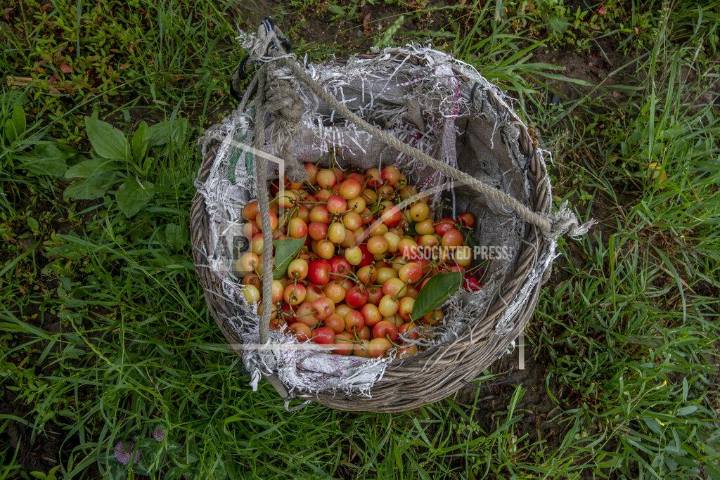 Dar Yasin Cherries plucked by Kashmiri farmers are seen inside a wicker basket inside an orchard in Waliwar village, north east of Srinagar, Indian controlled Kashmir, Wednesday, June 16, 2021. Cherry farmers in Kashmir who were not able get most of their produce to the markets last year because of the COVID-19 pandemic are hoping for good returns this year. (AP Photo/ Dar Yasin)