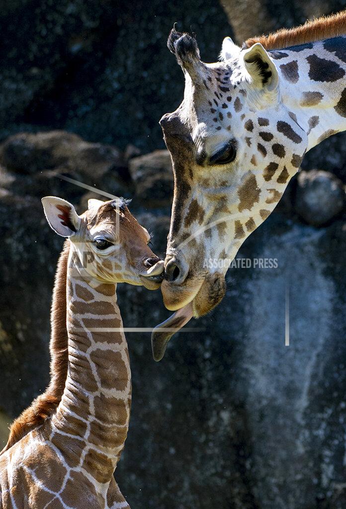 Ron Magill In this photo provided by Zoo Miami, an unnamed male calf, born on Friday, April 2, 2021, appears with his mother at the zoo on Monday, April 5 in Miami. (Ron Magill/Zoo Miami via AP)