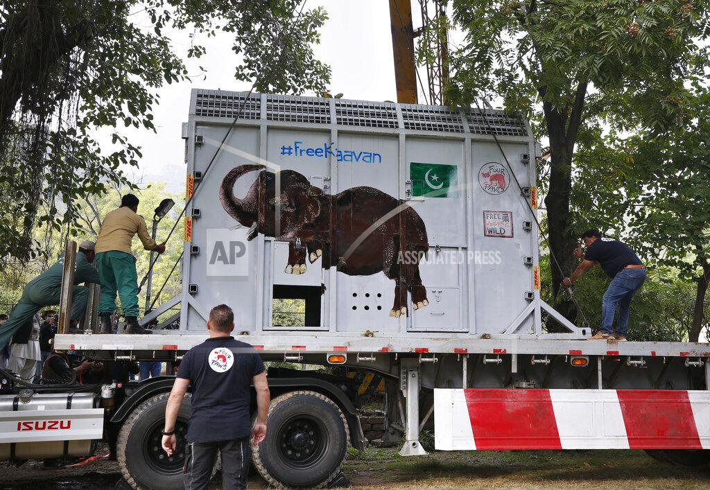 Anjum Naveed Pakistani wildlife workers and experts from the international animal welfare organization Four Paws, secure a crate carrying an elephant named Kaavan on a truck before transporting him to a sanctuary in Cambodia, at the Marghazar Zoo in Islamabad, Pakistan, Sunday, Nov. 29, 2020. Kavaan, the world's loneliest elephant, became a cause celebre in part because America's iconic singer and actress Cher joined the battle to save him from his desperate conditions at the zoo. (AP Photo/Anjum Naveed)